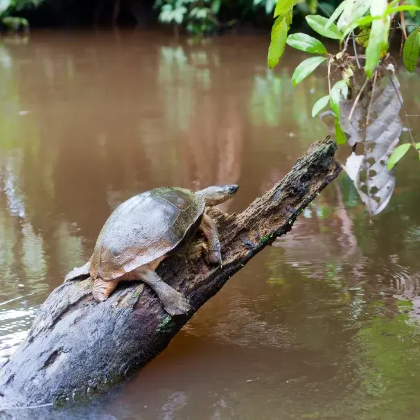 How to get to Tortuguero, the Caribbean Amazon