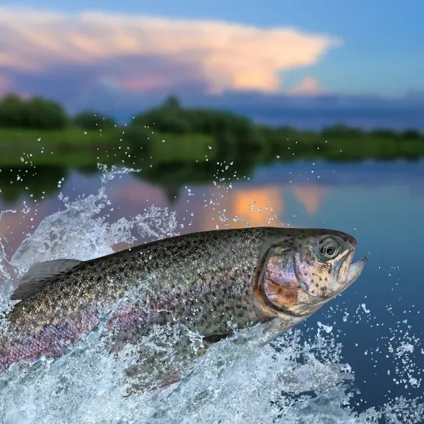 Sportfishing in Costa Rica: fly to the best spots