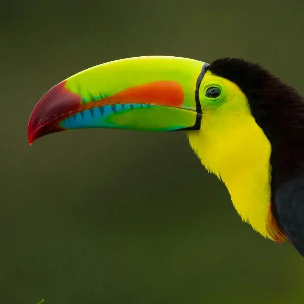 Tegucigalpa to Roatán: fastest ways to travel