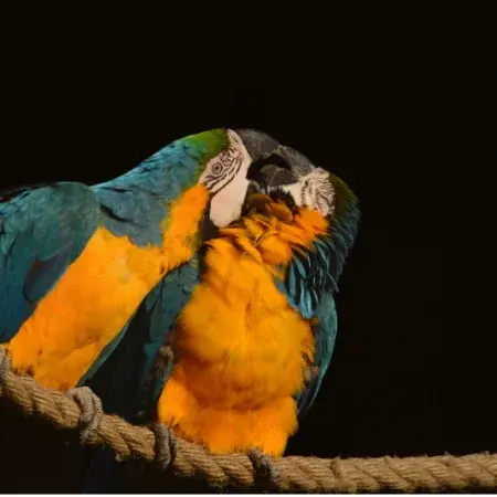 Golfito