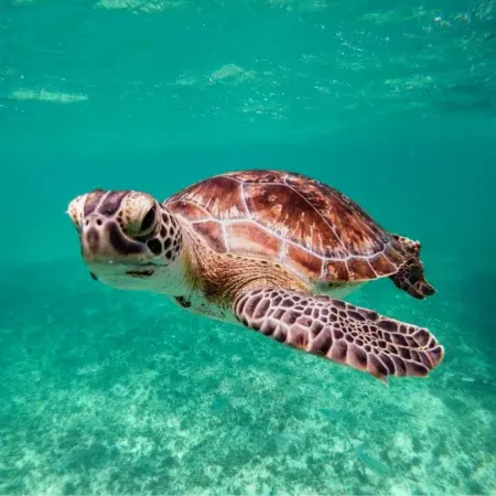 Tortuguero