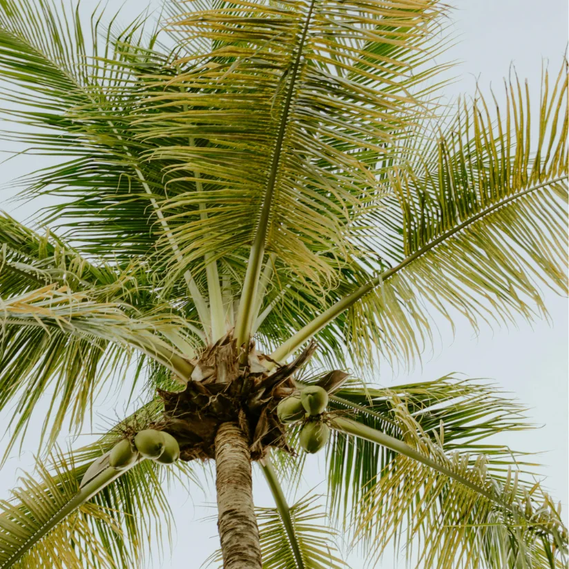 Palmar Sur, Costa Rica