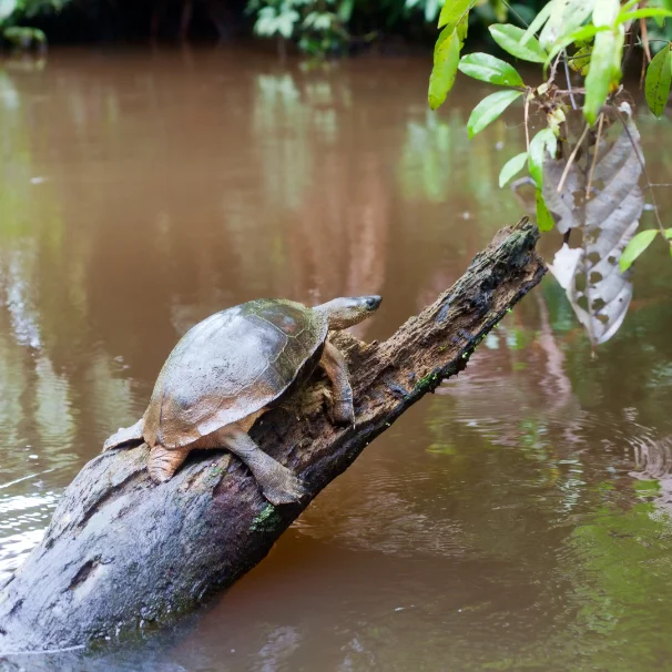 How to get to Tortuguero, the Caribbean Amazon